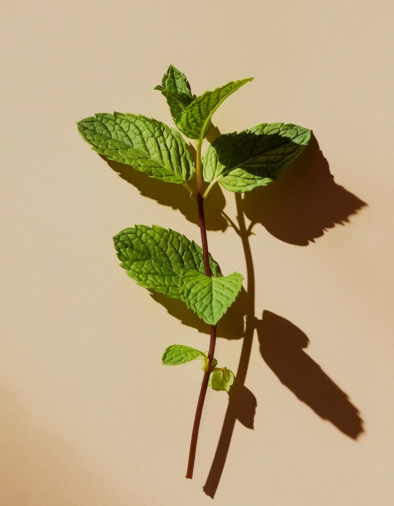 Peppermint Oil